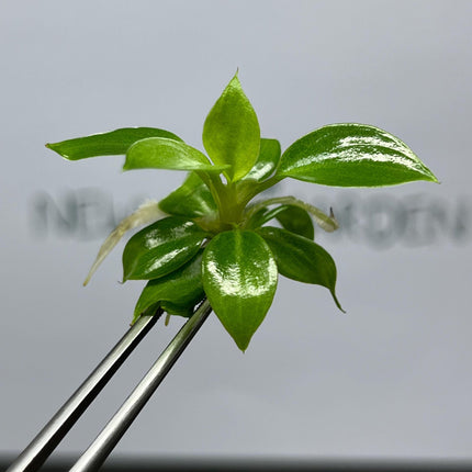Philodendron Billienium H (Billietiae x Pastazanum) Tissue Culture (5 items/bag)