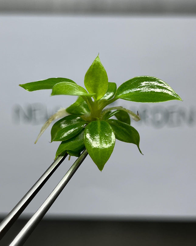Philodendron Billienium H (Billietiae x Pastazanum) Tissue Culture (5 items/bag)