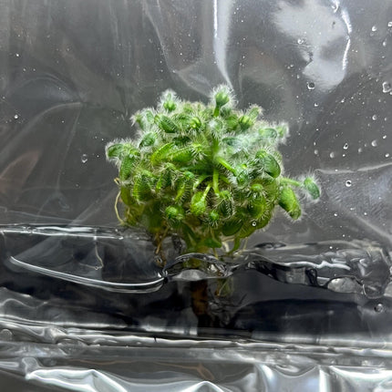 Cephalotus Follicularis Tissue Culture (1 item/bag)
