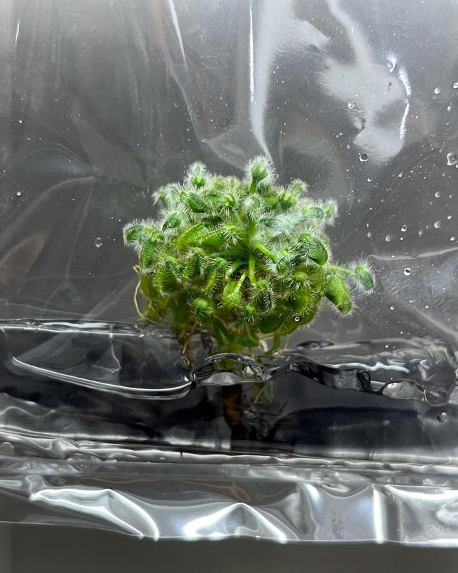 Cephalotus Follicularis Tissue Culture (1 item/bag)