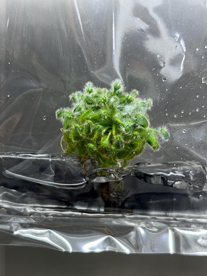 Cephalotus Follicularis Tissue Culture (1 item/bag)