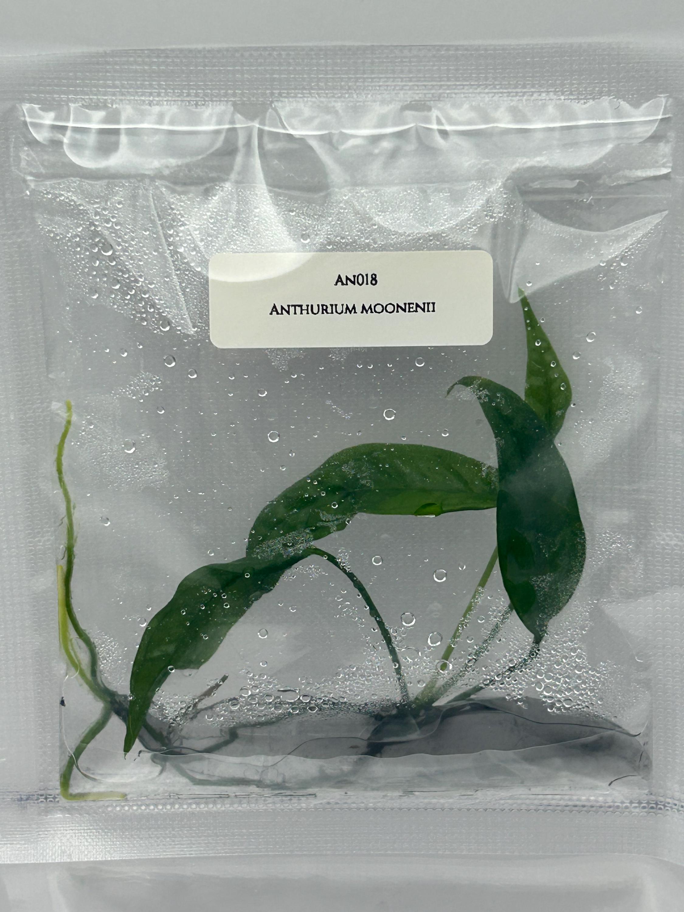 Anthurium moonenii (1 plantlet/bag) Tissue culture