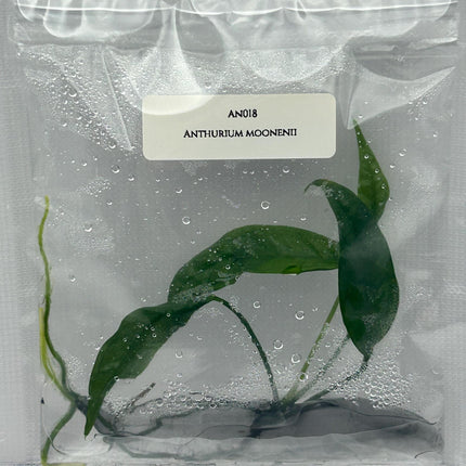 Anthurium Moonenii Tissue Culture (1 item/bag)