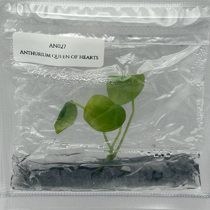 Anthurium Queen of Hearts Tissue Culture (1 item/bag)
