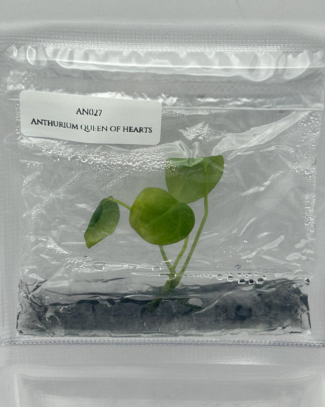 Anthurium Queen of Hearts Tissue Culture (1 item/bag)
