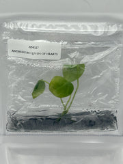 Anthurium queen of hearts (1 plantlet/bag) Tissue culture