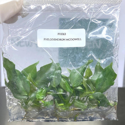 Philodendron Mcdowell Tissue Culture (5 items/bag)
