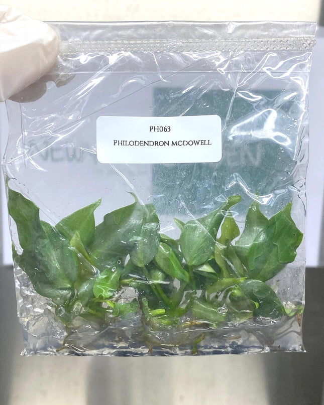 Philodendron Mcdowell Tissue Culture (5 items/bag)