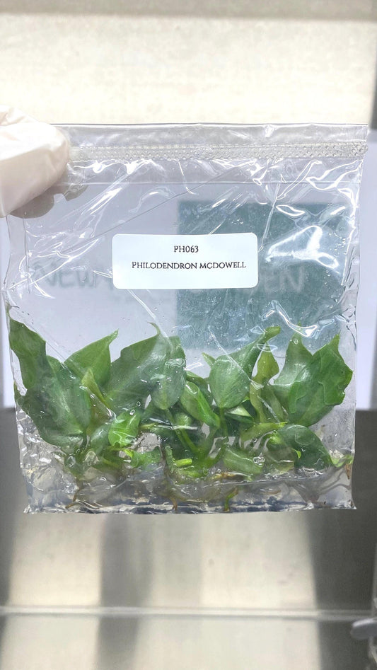 Philodendron Mcdowell Tissue Culture (5 items/bag)
