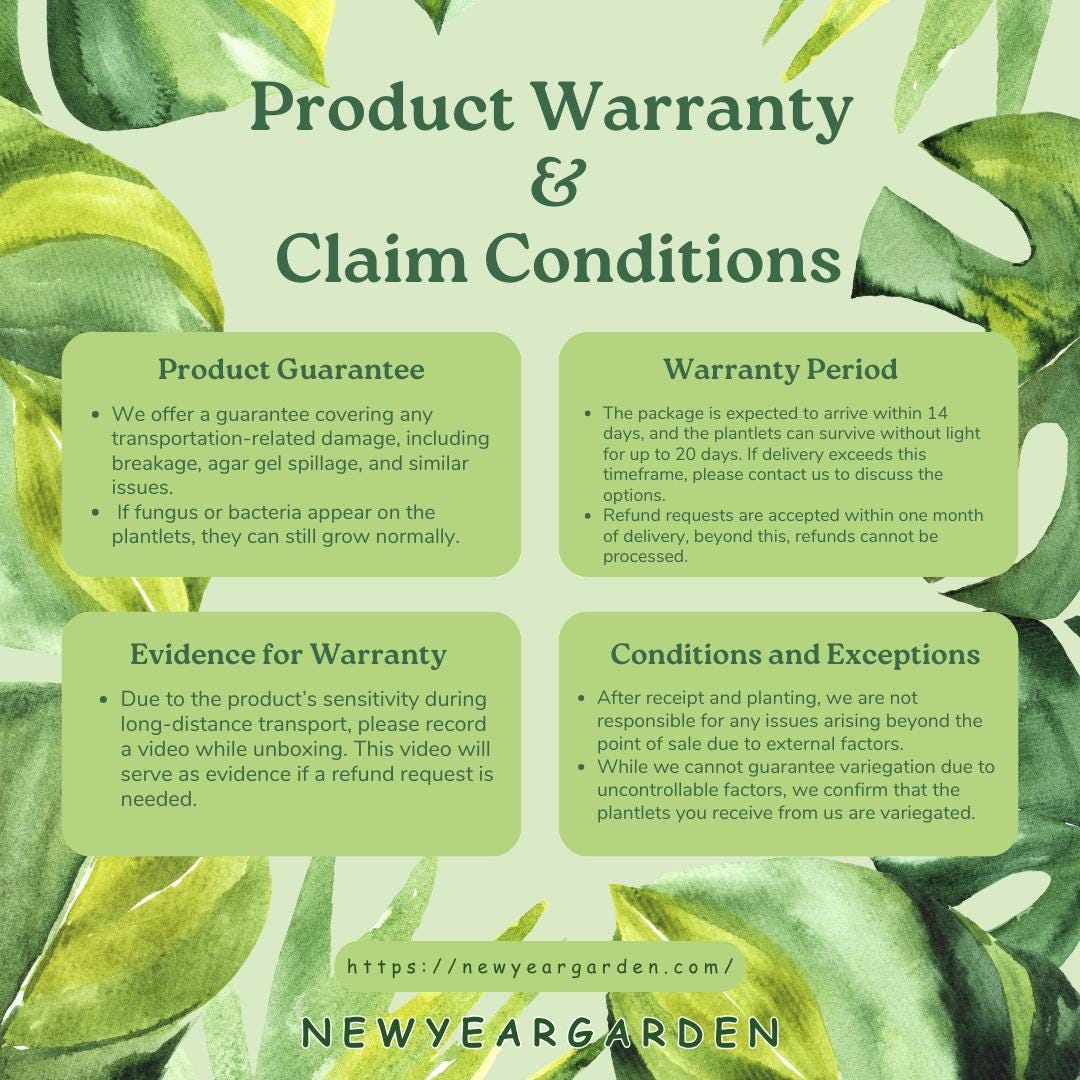 Wholesale Epipremnum Marble Tissue Culture (25 Bags)