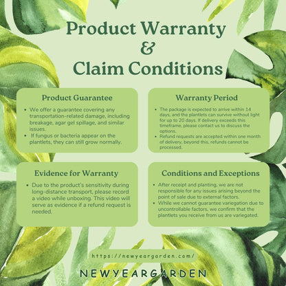 Wholesale Epipremnum Marble Tissue Culture (25 Bags)