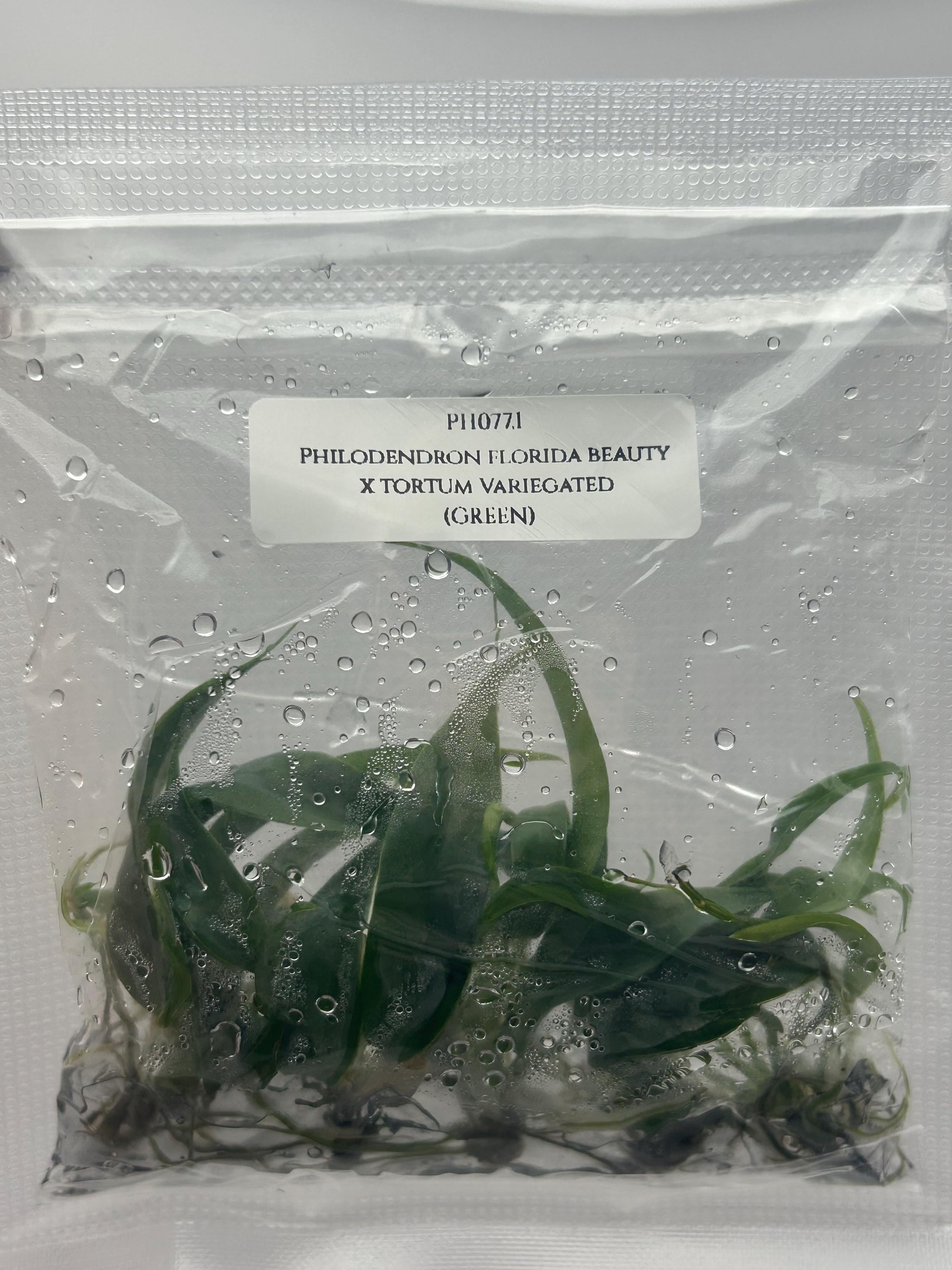 Philodendron florida beauty x tortum (5 plantlets/bag) Tissue culture