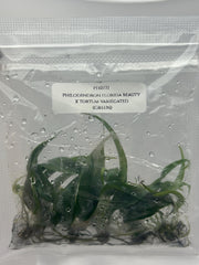 Philodendron florida beauty x tortum (5 plantlets/bag) Tissue culture