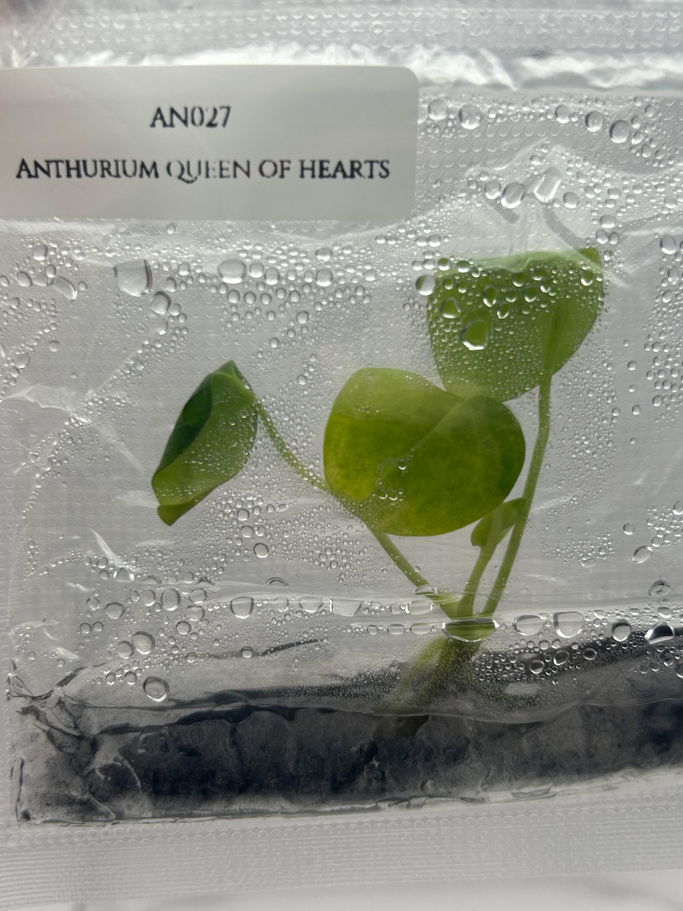 Anthurium queen of hearts (1 plantlet/bag) Tissue culture