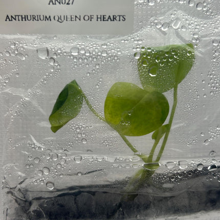 Anthurium Queen of Hearts Tissue Culture (1 item/bag)