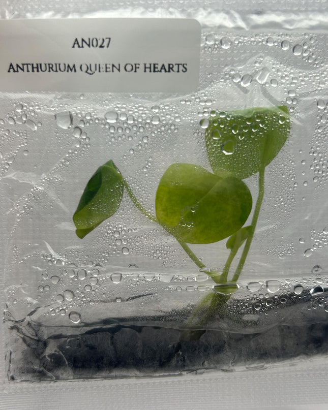 Anthurium Queen of Hearts Tissue Culture (1 item/bag)