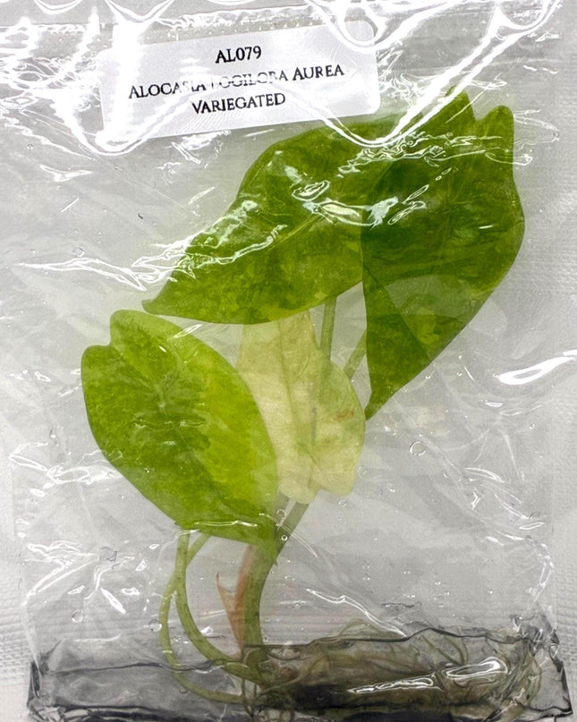 Alocasia Logiloba Aurea Variegated Tissue Culture (1 item/bag)