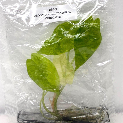 Alocasia Logiloba Aurea Variegated Tissue Culture (1 item/bag)