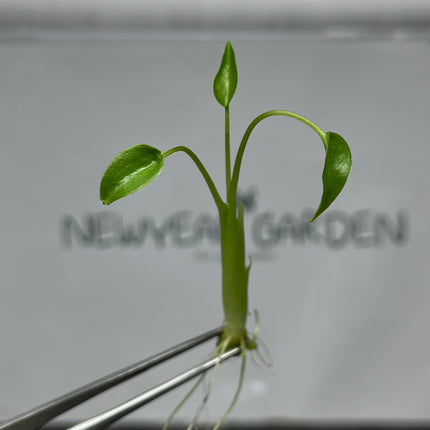 Alocasia Tiny Dancer Tissue Culture (5 items/bag)