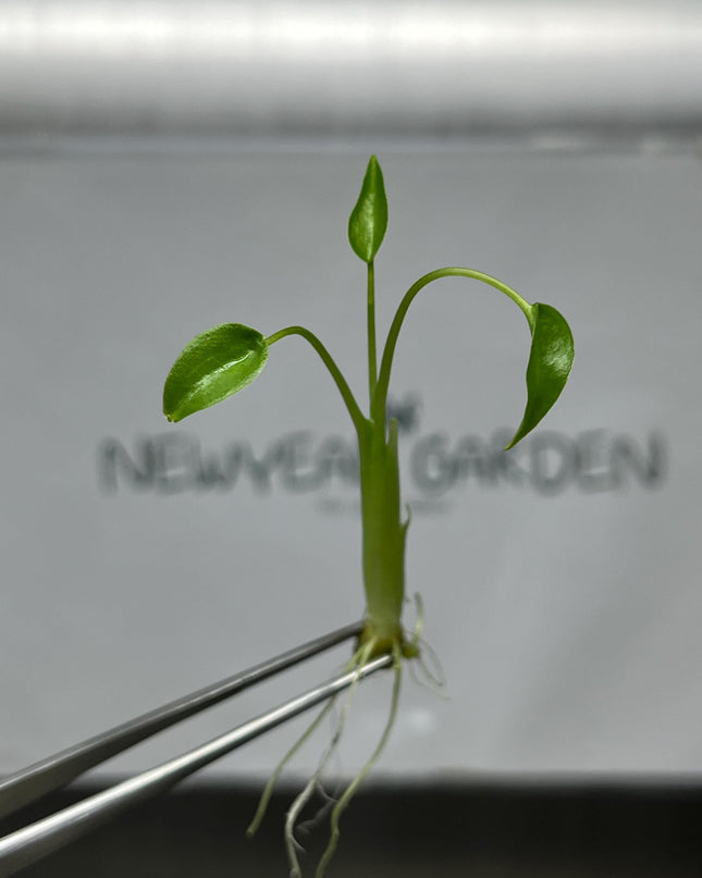 Alocasia Tiny Dancer Tissue Culture (5 items/bag)