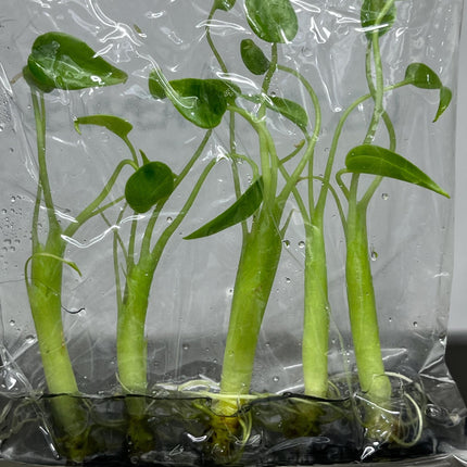 Alocasia Tiny Dancer Tissue Culture (5 items/bag)