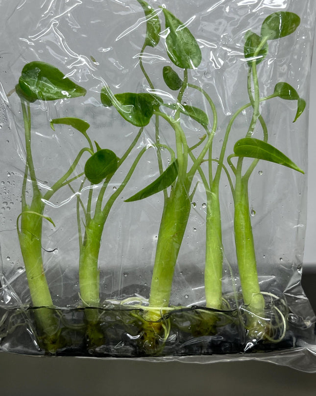 Alocasia Tiny Dancer Tissue Culture (5 items/bag)