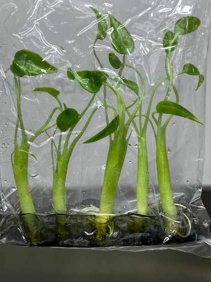 Alocasia Tiny Dancer Tissue Culture (5 items/bag)