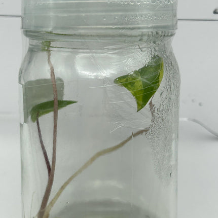 Alocasia Black Stem Aurea Variegated Tissue Culture (1 item/bag)