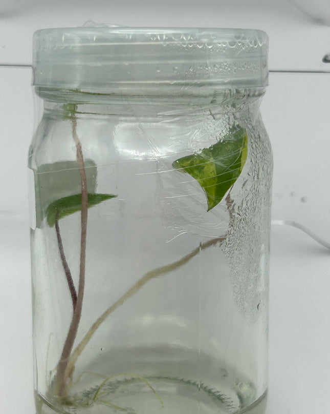 Alocasia Black Stem Aurea Variegated Tissue Culture (1 item/bag)