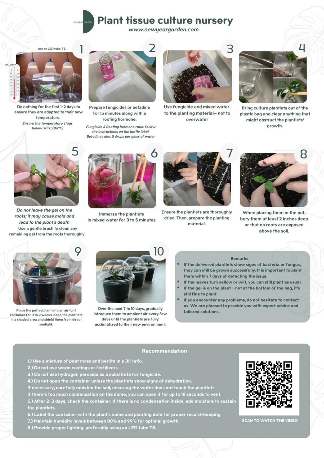 Alocasia Black Stem Aurea Variegated (1 plantlet/bag) Tissue culture