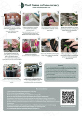 Alocasia Black Stem Aurea Variegated (1 plantlet/bag) Tissue culture