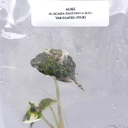 Alocasia Sanderina Bull Pink Variegated Tissue Culture (1 item/bag)