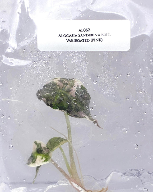 Alocasia Sanderina Bull Pink Variegated Tissue Culture (1 item/bag)