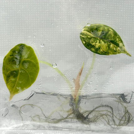 Alocasia Azlanii Aurea Variegated (1 item/bag) Tissue Culture
