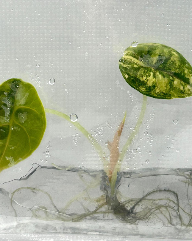 Alocasia Azlanii Aurea Variegated (1 item/bag) Tissue Culture
