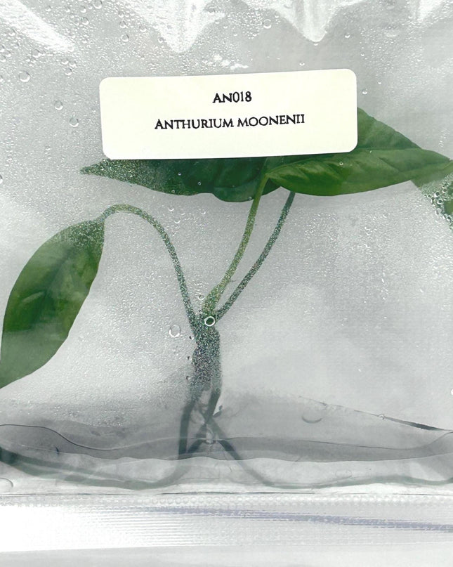Anthurium Moonenii Tissue Culture (1 item/bag)