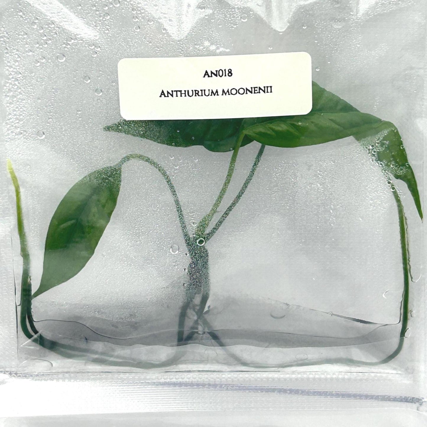 Anthurium Moonenii Tissue Culture (1 item/bag)