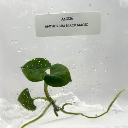 Anthurium Black Magic Tissue Culture (1 item/bag)