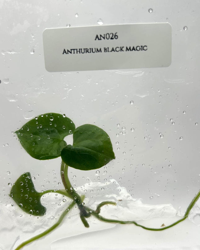Anthurium Black Magic Tissue Culture (1 item/bag)