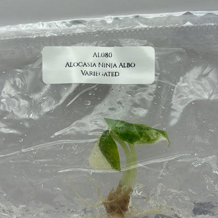 Alocasia Ninja Albo Variegated Tissue Culture (1 item/bag)