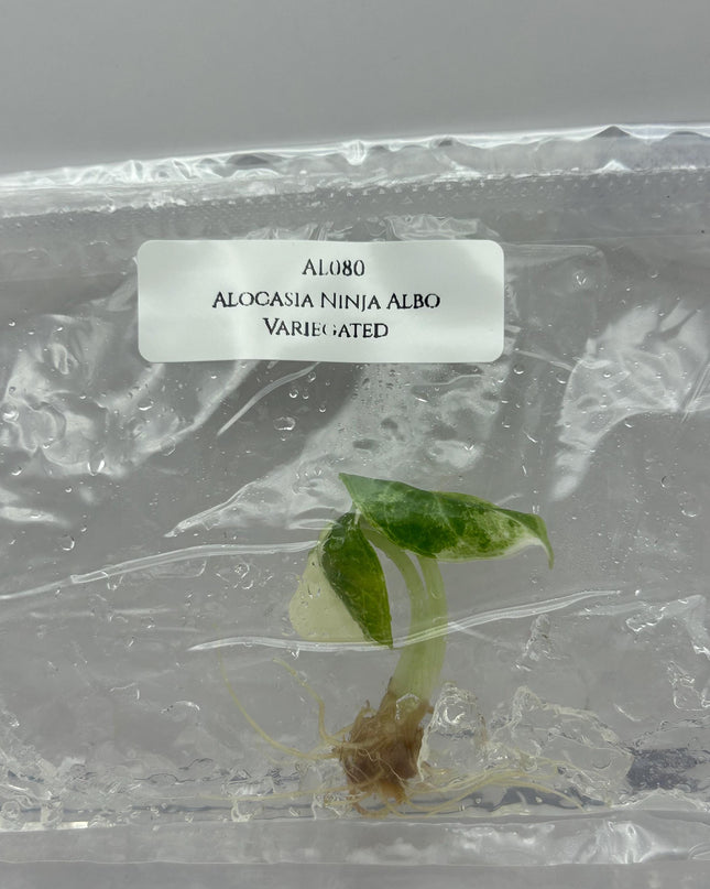 Alocasia Ninja Albo Variegated Tissue Culture (1 item/bag)