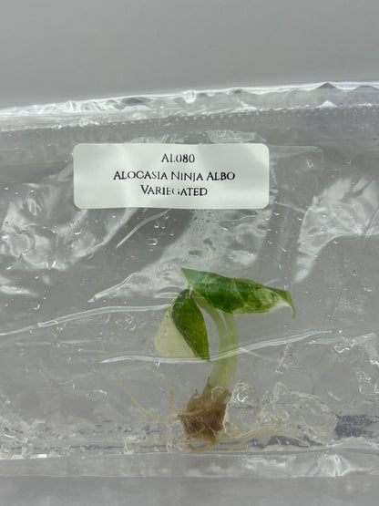 Alocasia Ninja Albo Variegated Tissue Culture (1 item/bag)