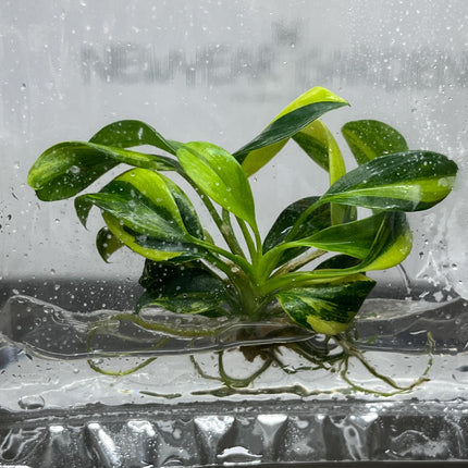 Philodendron Green Princess Variegated Tissue Culture (1 item/bag)