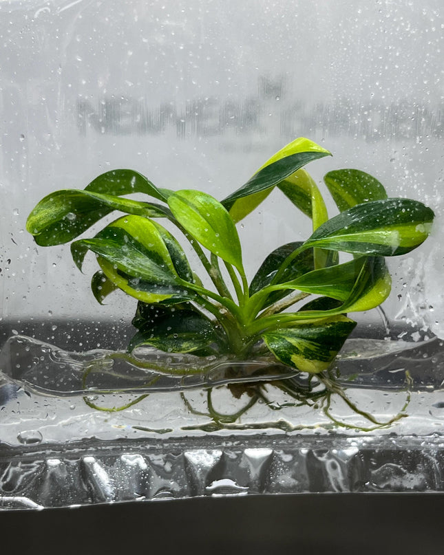 Philodendron Green Princess Variegated Tissue Culture (1 item/bag)