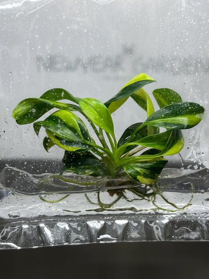Philodendron Green Princess Variegated Tissue Culture (1 item/bag)