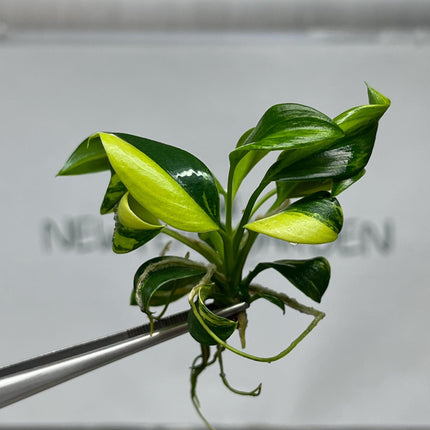 Philodendron Green Princess Variegated Tissue Culture (1 item/bag)
