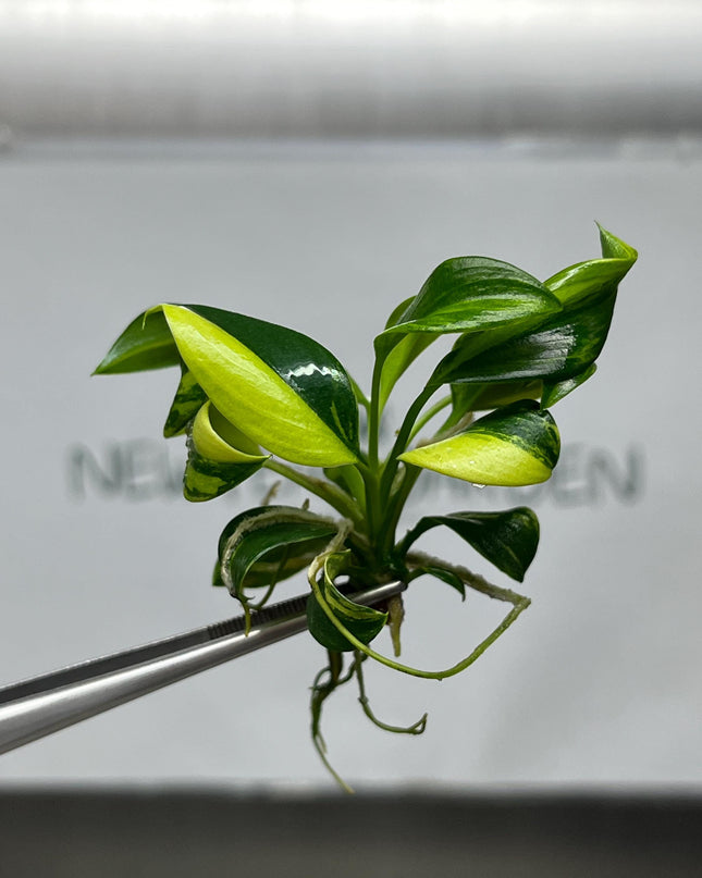 Philodendron Green Princess Variegated Tissue Culture (1 item/bag)