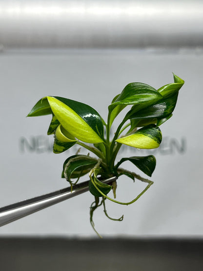 Philodendron Green Princess Variegated Tissue Culture (1 item/bag)