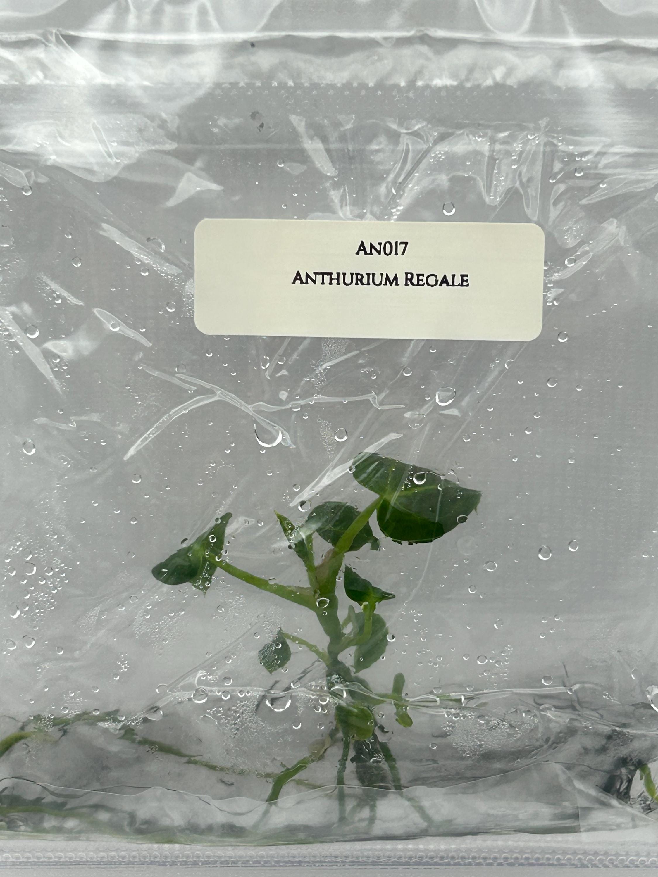 Anthurium Regale (1 plantlet/bag) Tissue culture