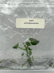 Anthurium Regale (1 plant/bag) Tissue culture